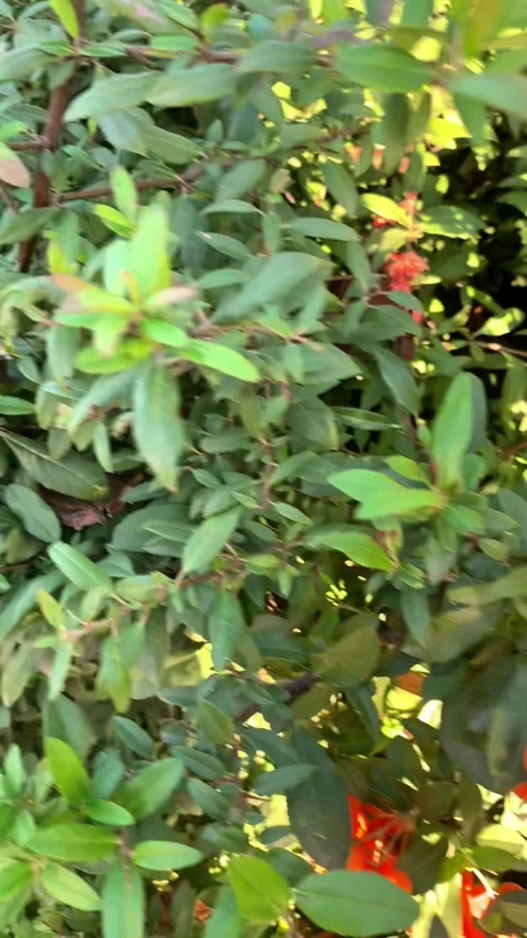 Close-up of vibrant orange berries growing on green leafy bush Stock Footage 311396211