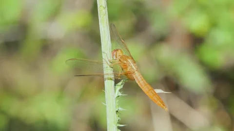 Close-up of a vibrant orange dragonfly perched quietly on a thorny green ste Stock Footage 338309396