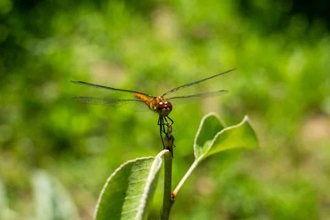 Close-up of a Vibrant Orange Dragonfly Perched on a Green Leaf in Nature Stock Photos