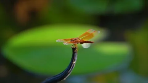 Close up of a vibrant orange dragonfly resting on a thin plant stem Stock Footage 342330700