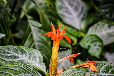 Close-up of vibrant orange firecracker flowers blooming amidst lush green f.. Stock Photos