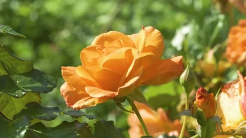 Close up of vibrant orange garden rose (Rosa species) blooming in sunshine Stock Footage 344550889