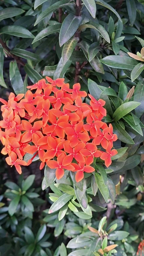 Close-up of Vibrant Orange Ixora Petals Stock Footage 331421901