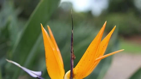 Close-up of a vibrant orange strelitzia flower Stockbeeldmateriaal 336306552