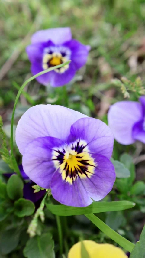 Close-Up of a Vibrant Pansy Flower Stock Footage 273639360