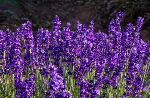 Close-up of a vibrant patch of lavender (Lavandula angustifolia) in full bloom Stock Photos