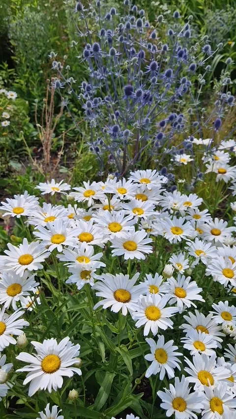 Close-up of a vibrant patch of white Shasta daisies with bright yellow centers,  Video stock 311818430