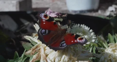 A close-up of a vibrant peacock butterfly with multicolored eyespots on its Stock Footage 319918876