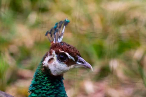 Close-up of a Vibrant Peacock Head Stock Photos