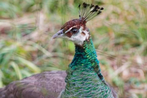 Close-up of a Vibrant Peacock Head Stock Photos