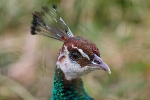 Close-up of a Vibrant Peacock Head Stock Photos