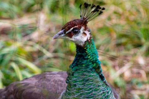 Close-Up of a Vibrant Peacock Stock Photos