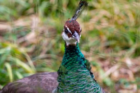 Close-Up of a Vibrant Peacock Stock Photos