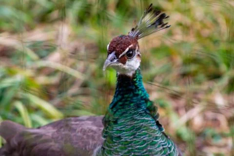 Close-up of a Vibrant Peacock Stock Photos