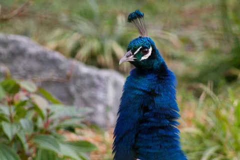 Close-up of a Vibrant Peacock Stock Photos