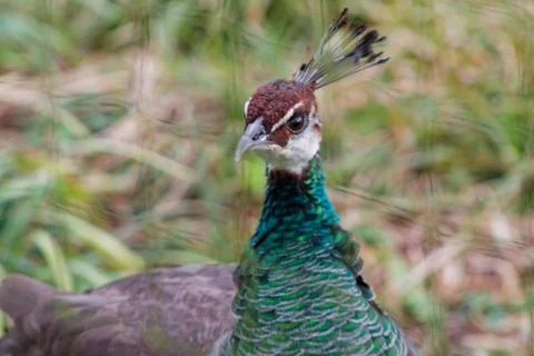 Close-up of a Vibrant Peacock Stock Photos
