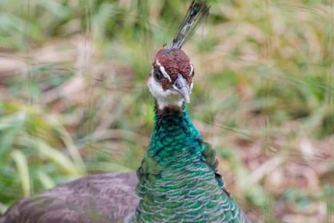 Close-Up of a Vibrant Peacock Stock Photos