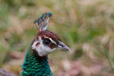 Close-up of a Vibrant Peacock Stock Photos