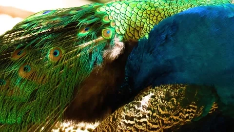 Close up vibrant peacock preening feathers in slow motion, showcasing iride.. Stock Footage 333879582