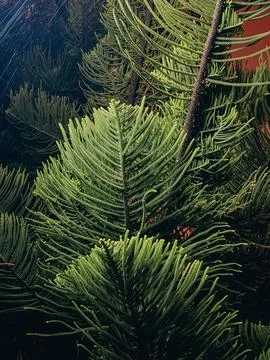 Close-up of vibrant pine foliage with layered, symmetrical branches Stock Photos