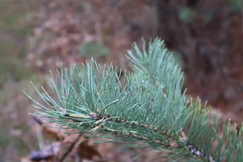 Close up of vibrant pine needles growing on a branch in a natural setting Stock Photos