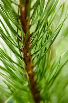Close-up of a vibrant pine tree branch, showcasing its green needles and bark Stock Photos