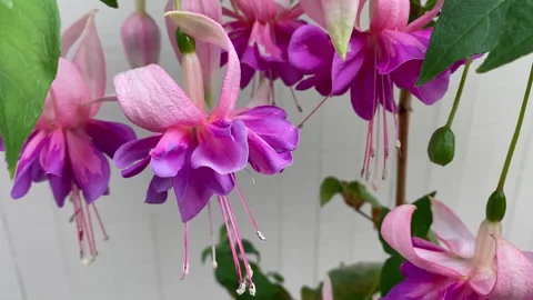Close-up of vibrant pink and purple fuchsia flowers blooming against a white -11 Stock-Footage 346102014