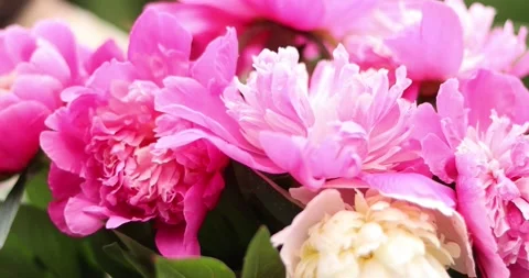 Close-up of vibrant pink and white peonies in full bloom with lush green leaves Stock Footage 339074641