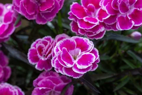 Close-up of vibrant pink and white Dianthus flowers with ruffled petals. Stock Photos