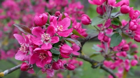 Close up of vibrant pink apple tree blossoms gently swaying in breeze with .. Stock Footage 339340736