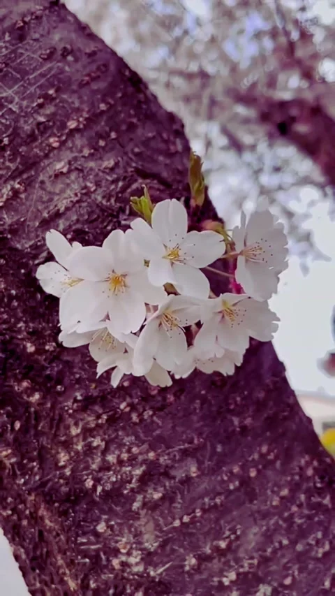 Close up vibrant pink bark tree with blooming cherry blossoms on a tranquil.. Video stock 320385801