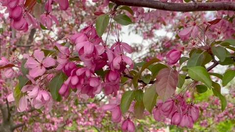 A close-up of vibrant pink blossoms on a tree, gently swaying in the breeze. Video stock 301542373