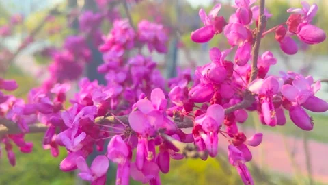 Close up of vibrant pink blossoms on tree branches swaying in spring breeze Stock Footage 342001816