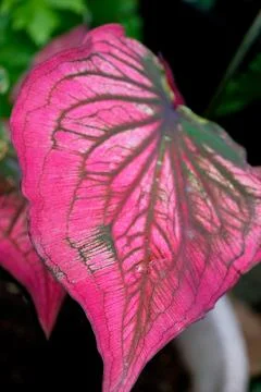 Close-up of vibrant pink Caladium leaf with intricate vein texture Stock Photos