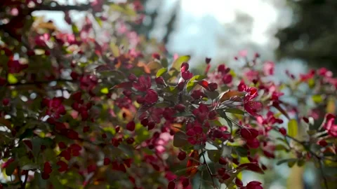 Close-up of vibrant pink cherry blossoms blooming  Stock Footage 270519210
