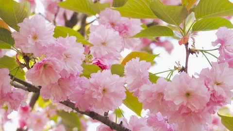 Close-Up vibrant pink cherry blossoms swaying on tree branches in spring Stock Footage 342223459