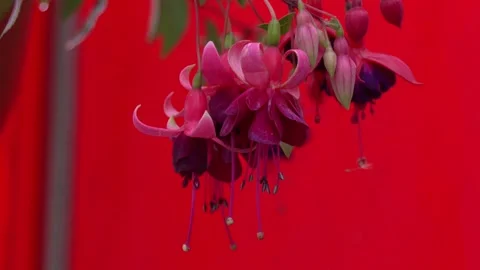 Close-up of vibrant pink 库存影片 328457843