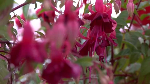 Close-up of vibrant pink Vidéo 328457861