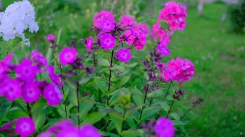 Close-Up of Vibrant Pink Garden Phlox Flowers in Summer Stock Footage 344400289