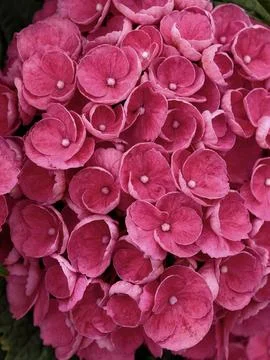 Close-up of vibrant pink hydrangea bloom cluster Stock Photos