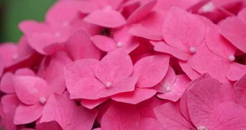 Close up of vibrant pink hydrangea flowers blooming in a lush summer garden Stock Footage 342028585
