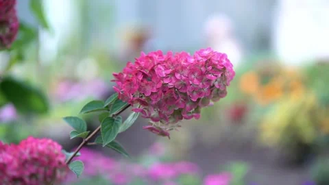 Close-up of vibrant pink hydrangea flowers with water droplets on soft petals Stock Footage 342442643