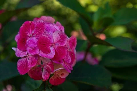 Close-Up of Vibrant Pink Hydrangea Flowers in Summer Garden Stock Photos