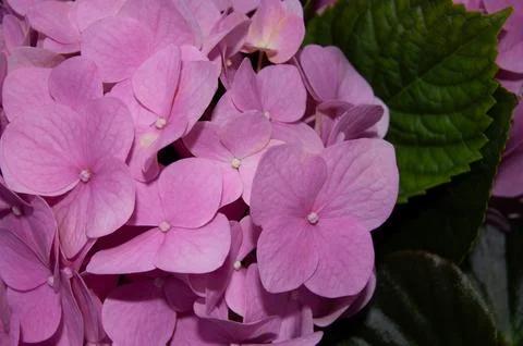 Close-up of Vibrant Pink Hydrangeas Stock Photos