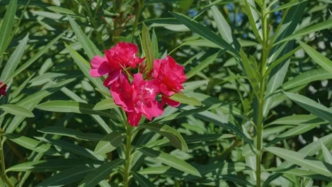 Close-up of vibrant pink oleander flowers surrounded by lush green leaves in Stock Footage 346670042