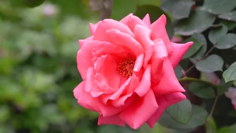 Close up of a vibrant pink rose blooming in a lush garden setting Stock Footage 342013590