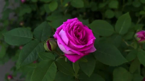 Close Up of Vibrant Pink Rose Blossom in Garden at Golden Hour 動画素材 335836331