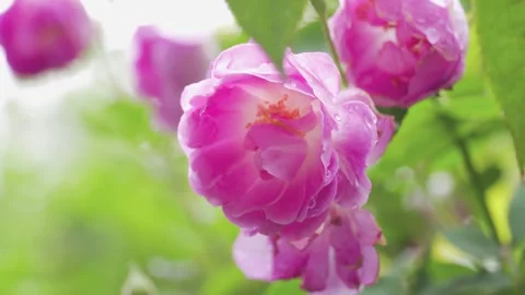Close up of vibrant pink rose blossoms with water droplets in summer garden Stock Footage 341998217