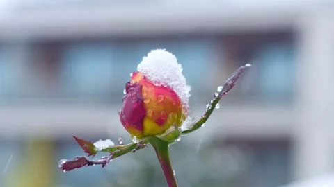 A close-up of a vibrant pink rose dusted with fresh snow, highlighting the .. Stock Footage 292997107
