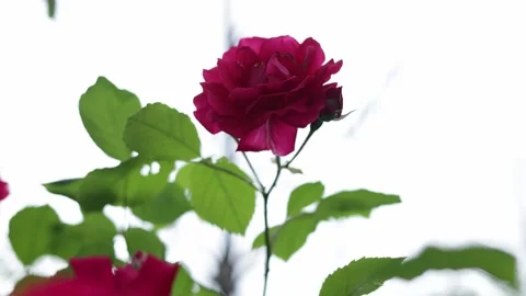 Close-up of a vibrant pink rose with green leaves against a bright sky Stock Footage 337133786